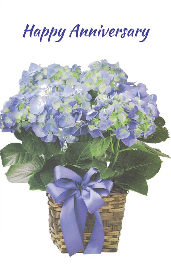 Wrapped Anniversary General (12 pack)