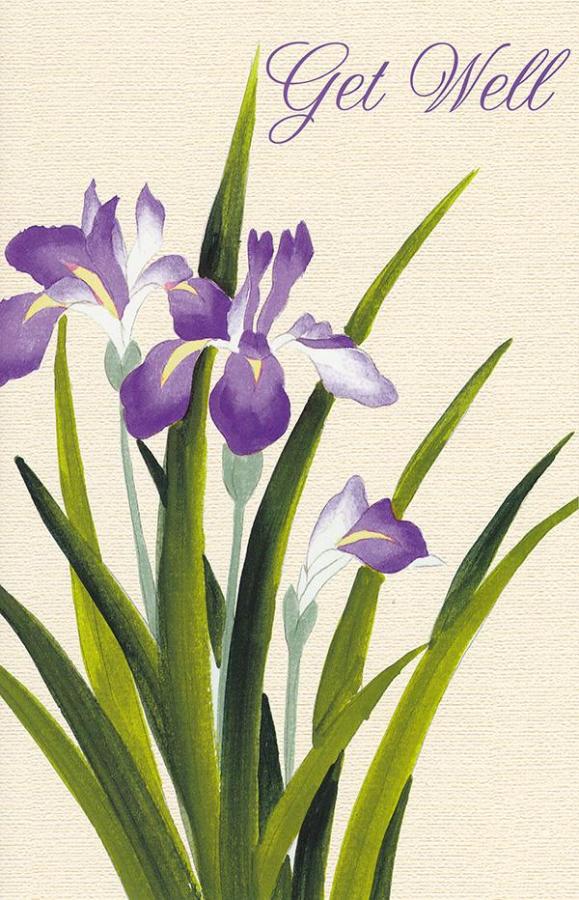 Wrapped Get Well General (12 pack)