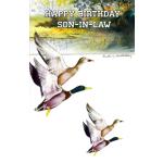 Wrapped Birthday Son-In-Law (12 pack)